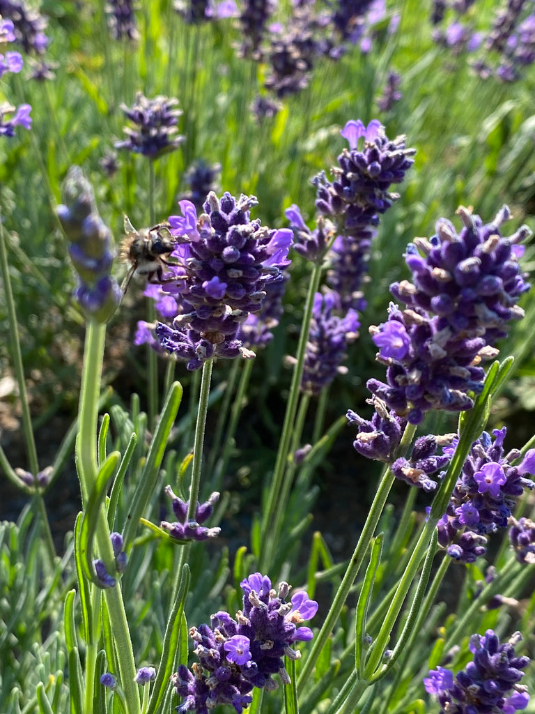 Top 10 Potential Benefits of Using Lavender Essential Oil