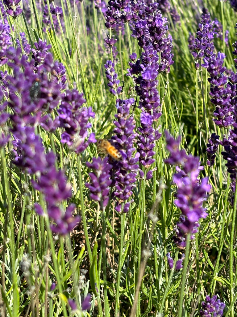 What’s the difference in lavender essential oils?